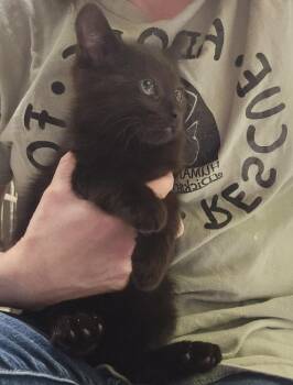 Cristo -  Domestic Short Hair Cat for Adoption in Dickson, Tennessee - Cristo | PetCurious