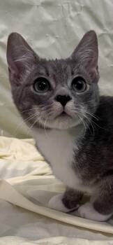 Domestic Short Hair Cats Available for Adoption - Basil | PetCurious