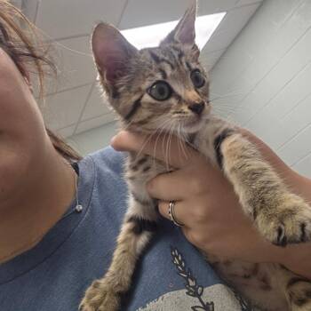 Arrow -  Domestic Short Hair Cat for Adoption in Chattanooga, Tennessee - Arrow | PetCurious