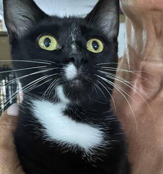 Rescue Tuxedo Cats for Adoption in Parkland, Florida - Linda | PetCurious
