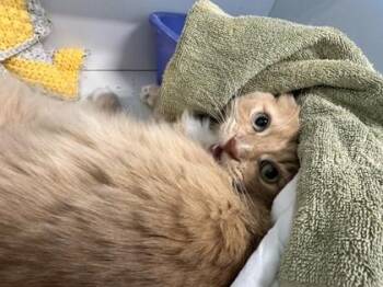 Domestic Long Hair and Domestic Short Hair Cats Available for Adoption - Angus | PetCurious