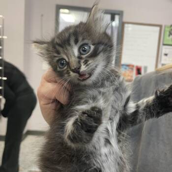 Domestic Long Hair Cats Available for Adoption in Port Charlotte, Florida - Mega | PetCurious