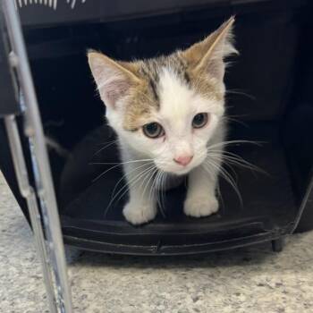Caramel -  Domestic Short Hair Cat for Adoption in Des Moines, Iowa - Caramel | PetCurious