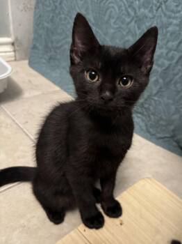 Nova (Loud Purrs & Chest Thrones) -  Bombay and Domestic Short Hair Cat for Adoption in Houston, Texas - Nova (Loud Purrs & Chest Thrones) | PetCurious