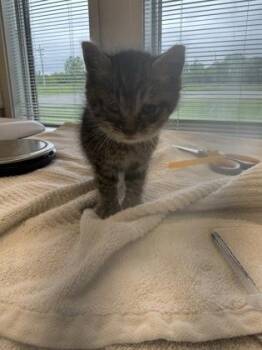 Flannery -  Domestic Short Hair Cat for Adoption in Lafayette, Indiana - Flannery | PetCurious