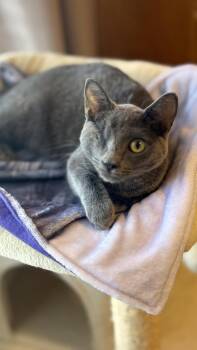 Rescue Domestic Short Hair Cats for Adoption in Chandler, Arizona - Gretel Kelley | PetCurious