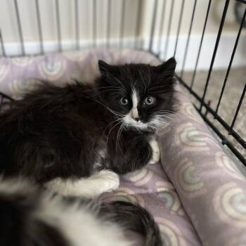 Hedwig Icenhower -  Domestic Long Hair Cat for Adoption in Eagle Mountain, Utah - Hedwig Icenhower | PetCurious