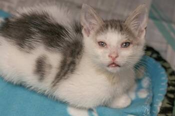 Domestic Short Hair Cats Available for Adoption in Charlotte, North Carolina - A1264176 | PetCurious