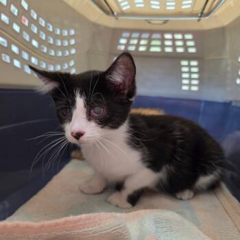 Cheech -  Domestic Short Hair Cat for Adoption in Mt. Juliet, Tennessee - Cheech | PetCurious