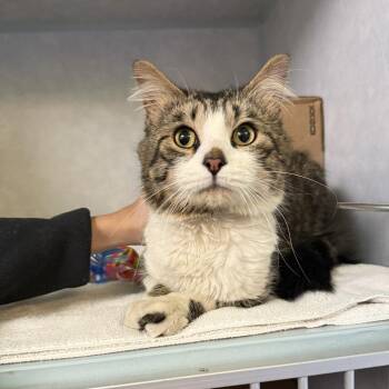 Domestic Short Hair Cats Available for Adoption in Glenwood Springs, Colorado - Hutt | PetCurious