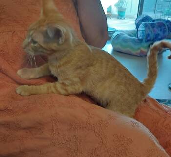 SHAWN -  Tabby and Domestic Short Hair Cat for Adoption in San Antonio, Texas - SHAWN | PetCurious