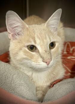 Domestic Short Hair Cats Available for Adoption in Buffalo, New York - Oshei | PetCurious