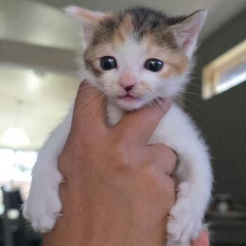 American Shorthair Cats Available for Adoption in Calimesa, California - Peaches | PetCurious