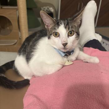 Rescue Domestic Short Hair Cats for Adoption in Los Angeles, California - Tony | PetCurious