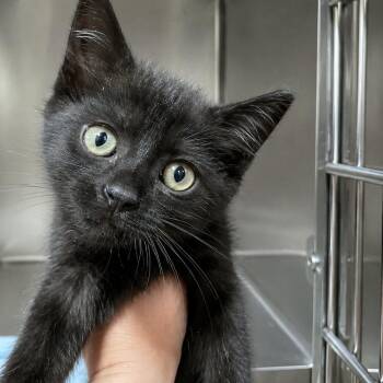 Chien-Po -  Domestic Short Hair Cat for Adoption in Quincy, Ohio - Chien-Po | PetCurious