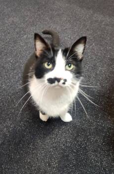 Ernestine -  Domestic Short Hair Cat for Adoption in Nashville, Tennessee - Ernestine | PetCurious