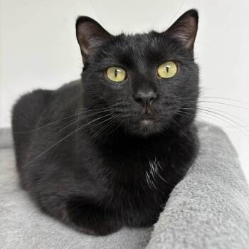 Domestic Short Hair Cats Available for Adoption - Patty | PetCurious