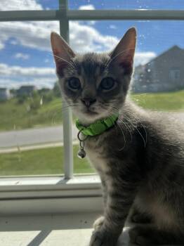 Domestic Short Hair Cats Available for Adoption in Manchester, Maryland - Barnabas | PetCurious