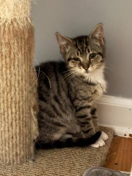 2026-80 Jackie Hill -  Domestic Short Hair Cat for Adoption in Windsor, Connecticut - 2026-80 Jackie Hill | PetCurious
