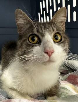 3898B Mona Lisa -  Domestic Short Hair Cat Available for Adoption in North Charleston, South Carolina - 3898B Mona Lisa | PetCurious