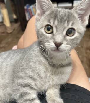 Rescue Domestic Short Hair Cats for Adoption in Fort Worth, Texas - Blossom | PetCurious