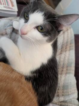 Domestic Short Hair Cats Available for Adoption - Amelia | PetCurious