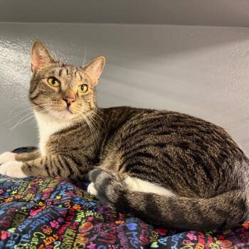 Rescue Domestic Short Hair Cats for Adoption in Hemet, California - Olivia | PetCurious