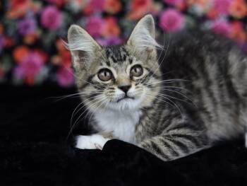 Remington -  Domestic Medium Hair Cat for Adoption in Lewisburg, Tennessee - Remington | PetCurious