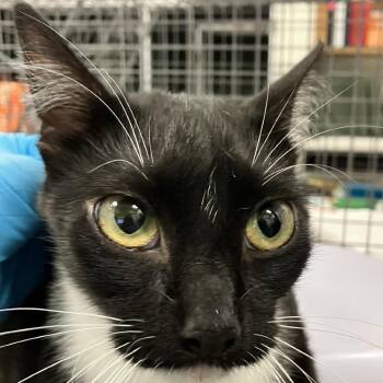 Junie -  Domestic Short Hair Cat for Adoption in Las Cruces, New Mexico - Junie | PetCurious