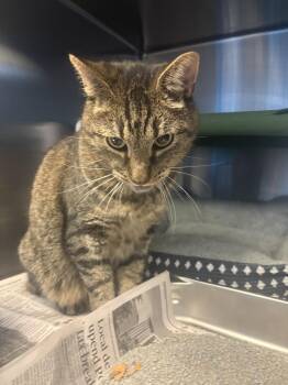 26-0584 "Maverick" -  Domestic Short Hair Cat for Adoption in Leavenworth, Kansas - 26-0584 "Maverick" | PetCurious