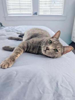 Tabby Cats Available for Adoption - Sidecar | PetCurious