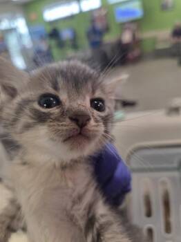 SPRITE -  Domestic Short Hair Cat for Adoption in Louisville, Kentucky - SPRITE | PetCurious