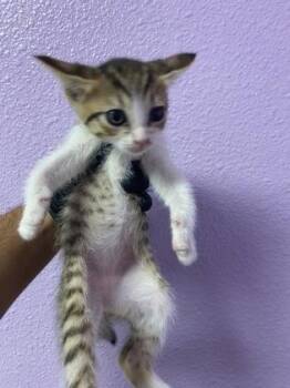 Kimchi -  Domestic Short Hair Cat for Adoption in El Paso, Texas - Kimchi | PetCurious