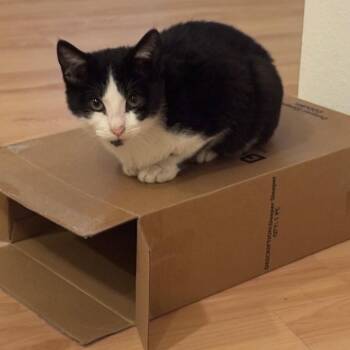 Rescue Domestic Short Hair Cats for Adoption in Tustin, California - Simon | PetCurious