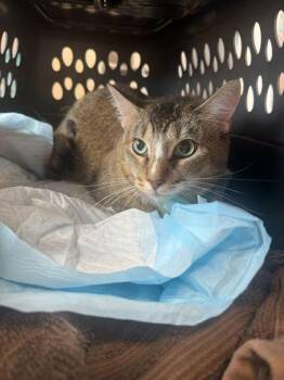 Gravy Boy -  Domestic Short Hair Cat Available for Adoption in Sevierville, Tennessee - Gravy Boy | PetCurious