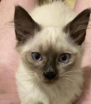 Chamonix26 -  Siamese Cat for Adoption in Youngsville, North Carolina - Chamonix26 | PetCurious