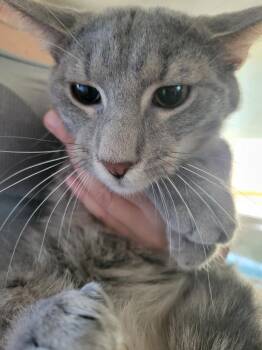 Saint Nick -  Domestic Medium Hair Cat for Adoption in Lorain, Ohio - Saint Nick | PetCurious