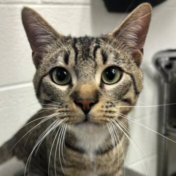Cash -  Domestic Short Hair Cat for Adoption in Corpus Christi, Texas - Cash | PetCurious