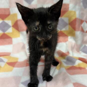 Lily -  Domestic Short Hair Cat for Adoption in West Point, Mississippi - Lily | PetCurious