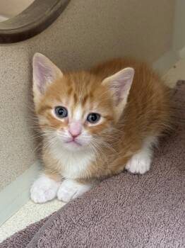 Buster Bar -  Domestic Short Hair Cat for Adoption in Hackensack, Minnesota - Buster Bar | PetCurious