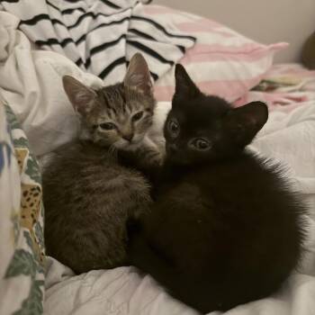 Omelet -  Domestic Short Hair Cat for Adoption in Chattanooga, Tennessee - Omelet | PetCurious