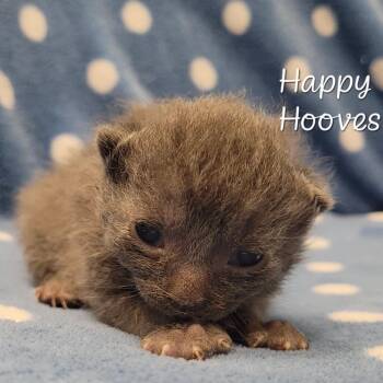 Happy Hooves -  Domestic Short Hair Cat for Adoption in Parkersburg, West Virginia - Happy Hooves | PetCurious