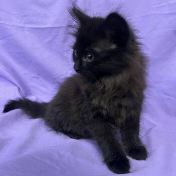 Jessie -  Domestic Long Hair Cat for Adoption in Coos Bay, Oregon - Jessie | PetCurious