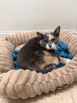 Taffy -  Domestic Short Hair Cat for Adoption in Fall River, Massachusetts - Taffy | PetCurious