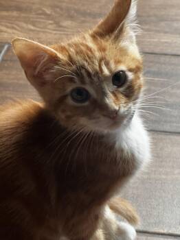 Domestic Short Hair and Tabby Cats Available for Adoption in Fountain Valley, California - Atlas - Ready To Be Your World | PetCurious