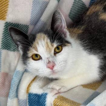 Russian Blue and Chartreux Cats Available for Adoption in Mount Vernon, Illinois - Froggy | PetCurious