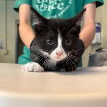 Domestic Short Hair Cats Available for Adoption in Huntington, West Virginia - Starburst | PetCurious