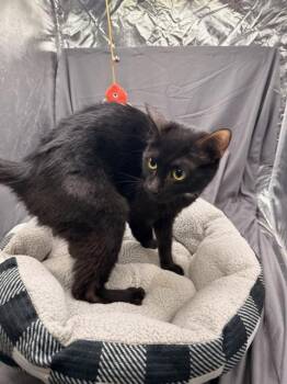 BETTY -  Domestic Short Hair Cat for Adoption in Grovetown, Georgia - BETTY | PetCurious