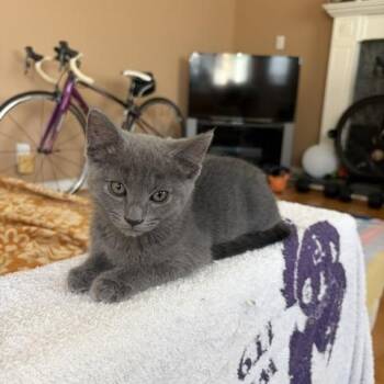 Loki -  Domestic Short Hair Cat for Adoption in Burnaby, British Columbia - Loki | PetCurious