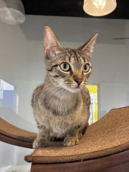 Athena -  Domestic Short Hair Cat for Adoption in New Orleans, Louisiana - Athena | PetCurious